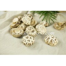 Good Quality White Flower Shiitake Mushroom